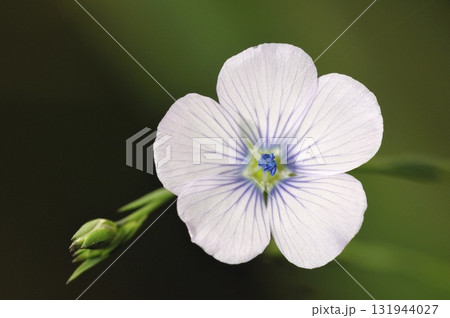 Pale Flax (Linum bienne), Crete Pale Flax (Linum bienne), Crete 131944027