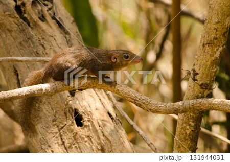 Northern treeshrew Tupaia belangeri. 131944031