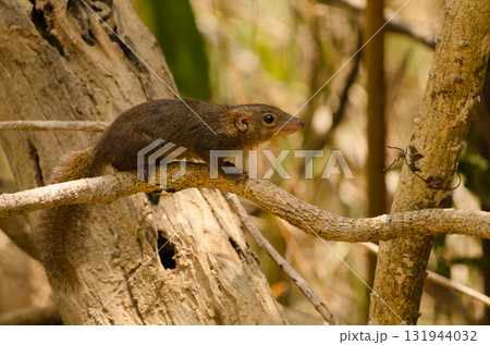 Northern treeshrew Tupaia belangeri. Northern treeshrew Tupaia belangeri. 131944032