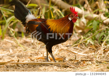Male red junglefowl. 131944045