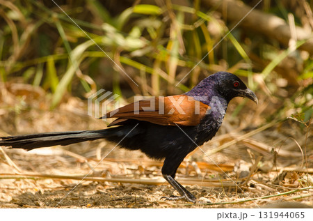 Greater coucal Centropus sinensis intermedius. 131944065
