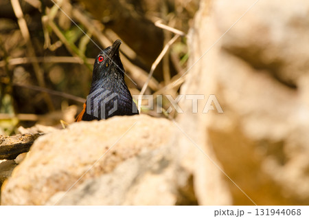 Greater coucal drinking water. 131944068