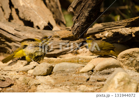 Stripe-throated bulbuls drinking water. 131944072
