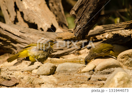 Stripe-throated bulbuls drinking water. 131944073