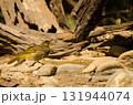 Stripe-throated bulbul drinking water. 131944074
