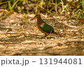 Common emerald dove. 131944081