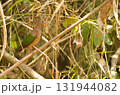 Common emerald dove. 131944082