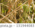 Common emerald dove. 131944083