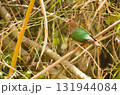Common emerald dove. 131944084