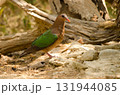 Common emerald dove. 131944085