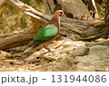 Common emerald dove. 131944086