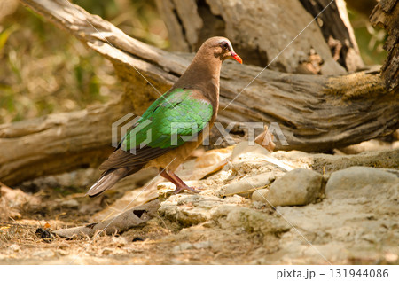 Common emerald dove. 131944086