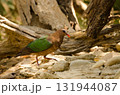 Common emerald dove. 131944087