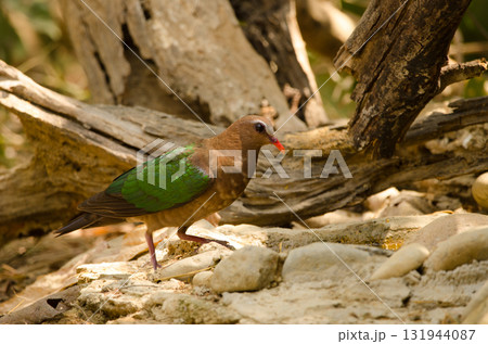 Common emerald dove. Common emerald dove. 131944087