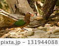 Common emerald dove. 131944088