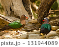 Common emerald doves. 131944089