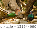 Common emerald doves. 131944090