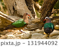 Common emerald doves. 131944092
