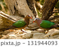 Common emerald doves. 131944093