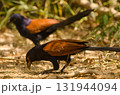 Greater coucal searching for food. 131944094