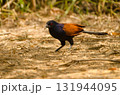 Greater coucal Centropus sinensis intermedius. 131944095