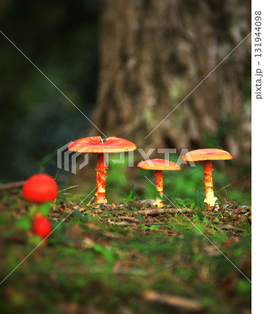 幻想的な森のタマゴタケたち 幻想的な森のタマゴタケたち 131944098
