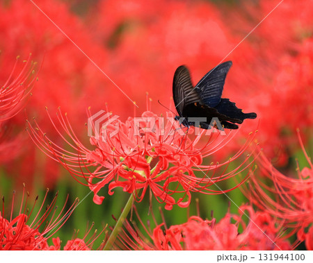 彼岸花に誘われて黒翅が舞う秋 秋の訪れを感じる幻想的な風景 彼岸花に誘われて黒翅が舞う秋 秋の訪れを感じる幻想的な風景 131944100
