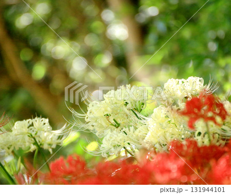 幻想的な光の粒に包まれて咲く秋を彩る彼岸花 幻想的な光の粒に包まれて咲く秋を彩る彼岸花 131944101