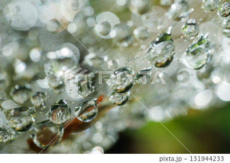 朝露に濡れる蜘蛛の糸に着いた水滴 朝露に濡れる蜘蛛の糸に着いた水滴 131944233
