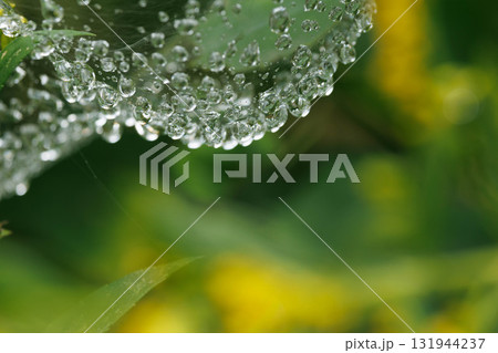 朝露に濡れる蜘蛛の糸に着いた水滴 朝露に濡れる蜘蛛の糸に着いた水滴 131944237