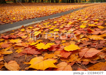 鮮やかな紅葉が彩る秋の落ち葉の道 鮮やかな紅葉が彩る秋の落ち葉の道 131944377