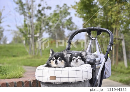 リゾート地　ペットカートで散歩する2匹のチワワ 131944583