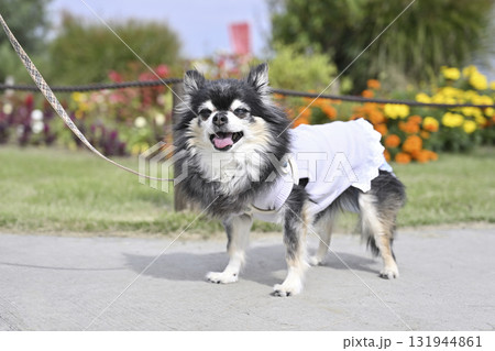 可愛いお花畑で散歩する笑顔のチワワ 可愛いお花畑で散歩する笑顔のチワワ 131944861