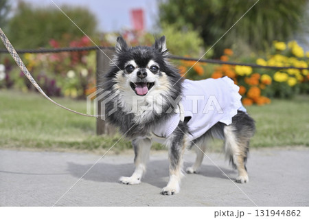 可愛いお花畑で散歩する笑顔のチワワ 可愛いお花畑で散歩する笑顔のチワワ 131944862