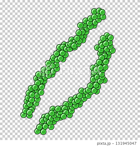    海洋葡萄 131945047