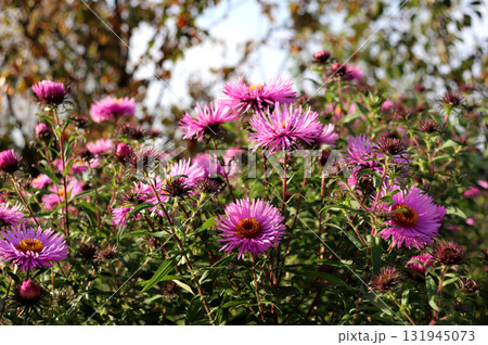 A bush with pink and purple asters in bud on a sunny autumn day in the garden 131945073