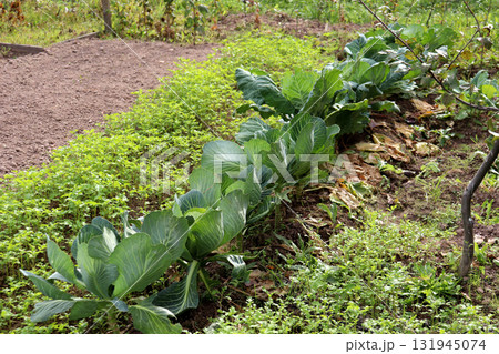 A row of white cabbage in a vegetable garden on a sunny autumn day A row of white cabbage in a vegetable garden on a sunny autumn day 131945074