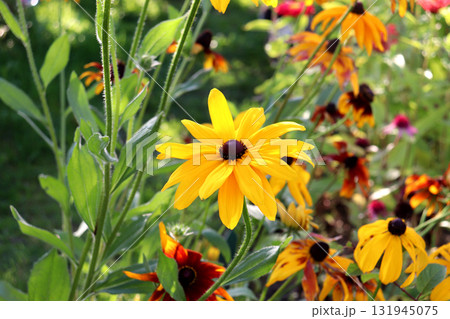 A yellow rudbeckia flower against a background of other flowers in a flowerbed A yellow rudbeckia flower against a background of other flowers in a flowerbed 131945075
