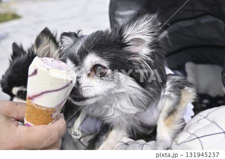 人間用アイスを飼い主と一緒に食べるチワワ 人間用アイスを飼い主と一緒に食べるチワワ 131945237