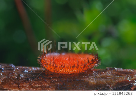 Common Eyelash Cup - Scutellinia scutellata 131945268