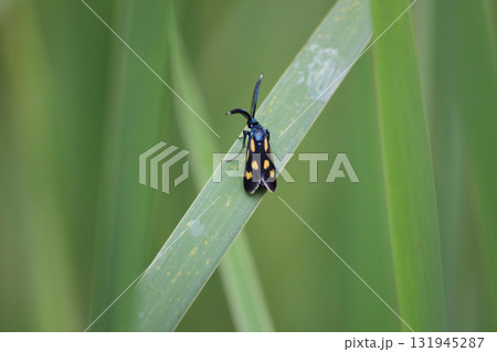 葉にとまったヤホシホソマダラ 131945287