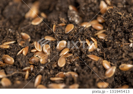 the details of the brown fertile soil with the addition of ripe flax seeds to obtain a new crop, a large number of brown flax seeds scattered on brown soil in the field to harvest flax the details of the brown fertile soil with the addition of ripe flax seeds to obtain a new crop, a large number of brown flax seeds scattered on brown soil in the field to harvest flax 131945413