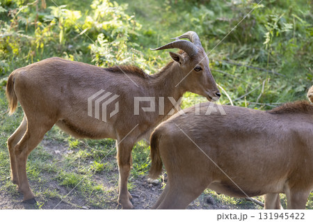 a brown goat hides in the green grass behind the trees , a large area in the zoo with grass, shrubs and trees where the goats live a brown goat hides in the green grass behind the trees , a large area in the zoo with grass, shrubs and trees where the goats live 131945422