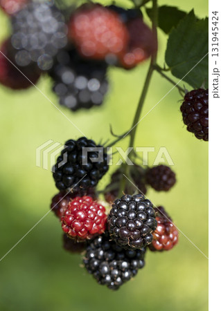 black ripe blackberries on a shrub along with red berries hanging on a branch, red and black blackberries hang on a shrub in the summer in sunny weather 131945424