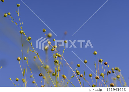 dry spherical boxes with flax seeds in a field before harvesting seeds and making fiber against a blue sky, a monoculture field with a flax crop against a blue sky dry spherical boxes with flax seeds in a field before harvesting seeds and making fiber against a blue sky, a monoculture field with a flax crop against a blue sky 131945428