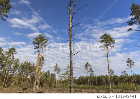 pines during the cutting down of pine trees to obtain wood for construction and other purposes, part of the felled pine forest 131945441