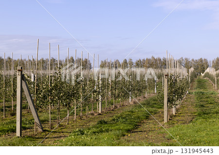a young apple orchard in the autumn , a large number of young apple trees planted in long and even rows in the orchard in the autumn season a young apple orchard in the autumn , a large number of young apple trees planted in long and even rows in the orchard in the autumn season 131945443