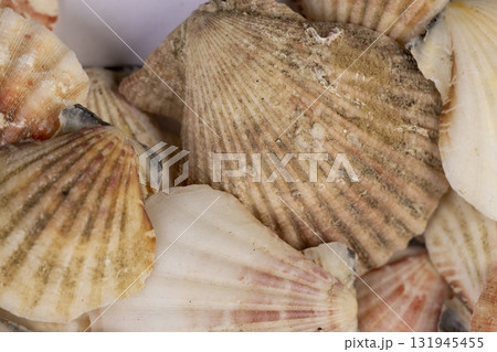 sea shells of marine mollusks stacked in a pile, dumped together empty washed shells of snails and other mollusks, closeup 131945455