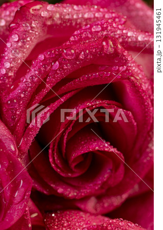 red roses in drops of water in a large bouquet lying on top of each other, several wet red fresh roses for arranging bouquets red roses in drops of water in a large bouquet lying on top of each other, several wet red fresh roses for arranging bouquets 131945461