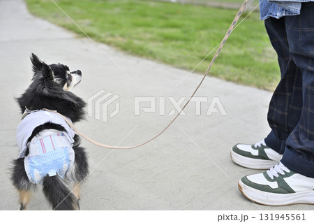 マナーパンツをはいて散歩する愛犬 131945561